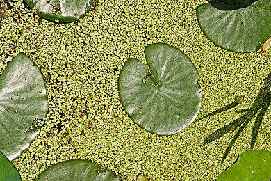 《鬼灭之刃 火之神血风谭》DLC妓夫太郎 今日配信